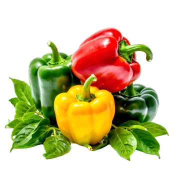 Capsicum-ಕ್ಯಾಪ್ಸಿಕಂ