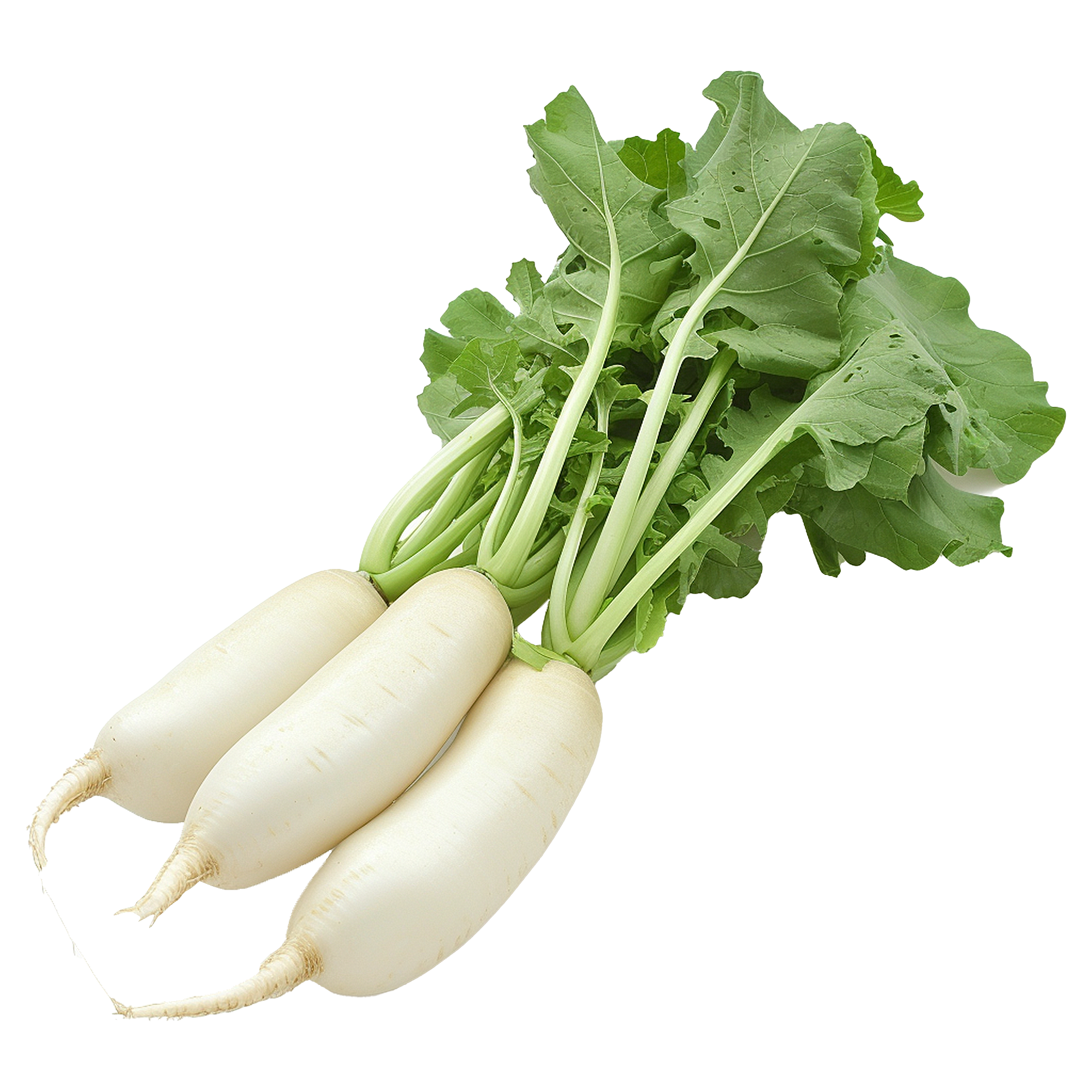 Radish ಮೂಲಂಗಿ