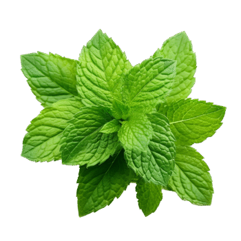 Mint Leaves	ಪುದೀನಾ ಸೊಪ್ಪು