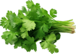 Coriander Leaves	ಕೊತ್ತಂಬರಿ ಸೊಪ್ಪು