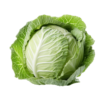 Cabbage-ಎಲೆಕೋಸು