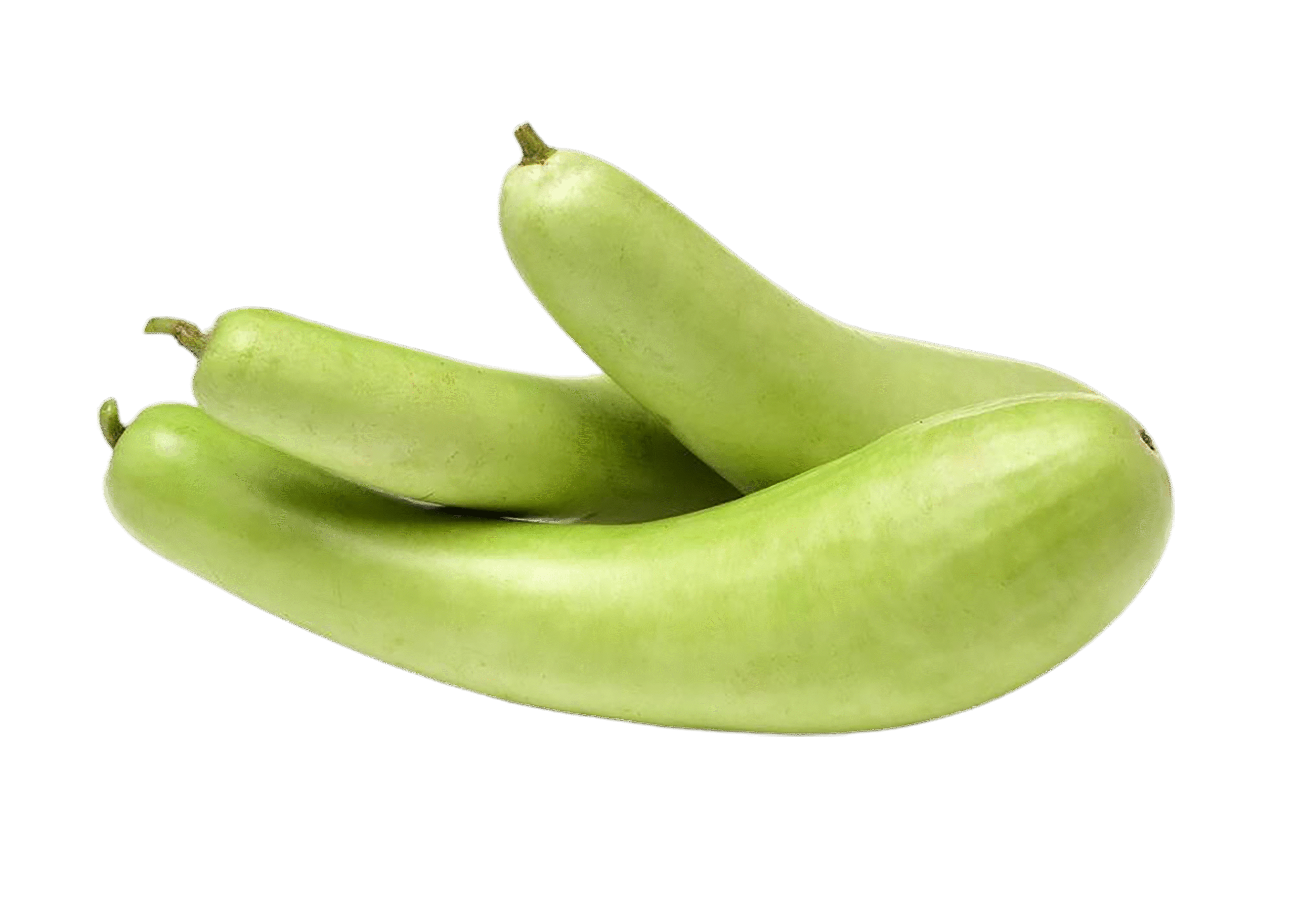 Bottle Gourd-ಸೊರೆಕಾಯಿ