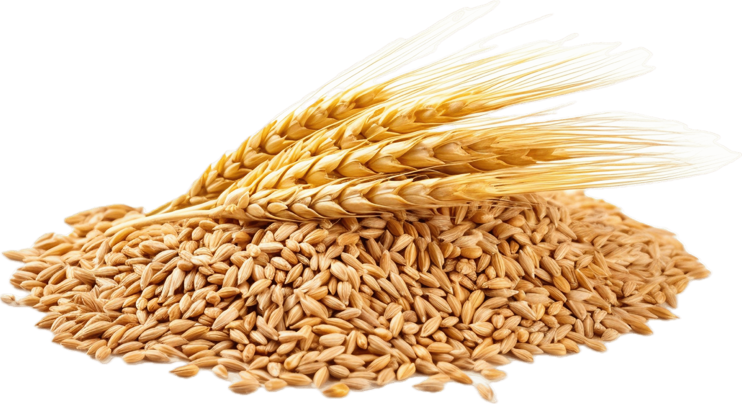 Barley – ಜೋನೆ