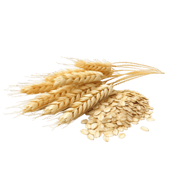 Oats – ಓಟ್ಸ್