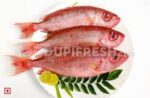 fish disco