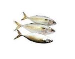 fish ayla big