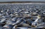 Fish Mass